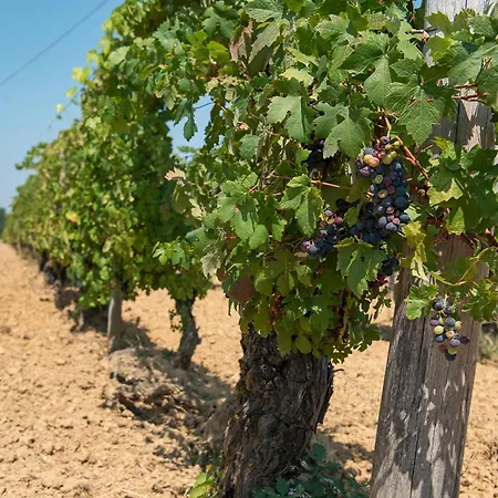 Casa Tra Vigneti E Mura * Rocca Grimalda